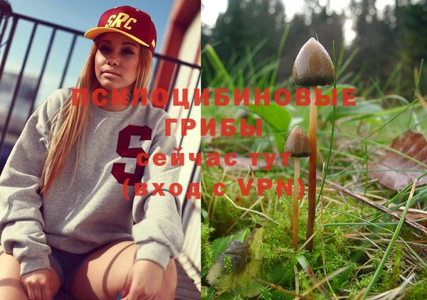 прущие грибы Аркадак